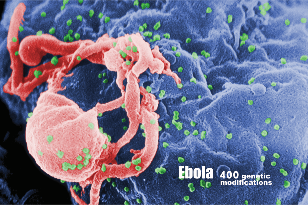Ebola mutations